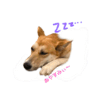 MofMofMof（個別スタンプ：6）