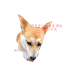 MofMofMof（個別スタンプ：7）