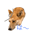 MofMofMof（個別スタンプ：11）