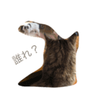 MofMofMof（個別スタンプ：12）