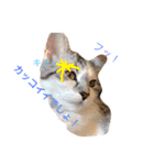 MofMofMof（個別スタンプ：13）