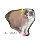MofMofMof（個別スタンプ：16）