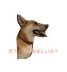 MofMofMof（個別スタンプ：17）
