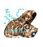 MofMofMof（個別スタンプ：18）
