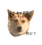 MofMofMof（個別スタンプ：21）