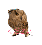 MofMofMof（個別スタンプ：22）