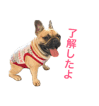 フレンチブルドッグ ポルコ＆ミランダ Vol.1（個別スタンプ：4）