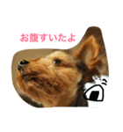 ヨーキー むさし（個別スタンプ：1）