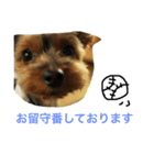 ヨーキー むさし（個別スタンプ：3）