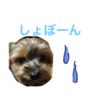 ヨーキー むさし（個別スタンプ：4）