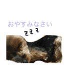 ヨーキー むさし（個別スタンプ：5）