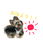 ヨーキー むさし（個別スタンプ：6）