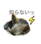 ヨーキー むさし（個別スタンプ：7）