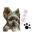 ヨーキー むさし（個別スタンプ：8）