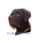Labrador   Retriever（個別スタンプ：1）