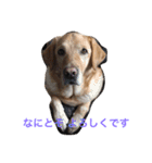 Labrador   Retriever（個別スタンプ：2）