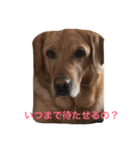 Labrador   Retriever（個別スタンプ：3）