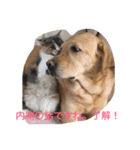 Labrador   Retriever（個別スタンプ：4）