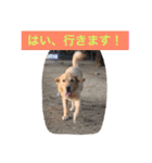 Labrador   Retriever（個別スタンプ：5）