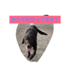 Labrador   Retriever（個別スタンプ：6）