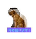 Labrador   Retriever（個別スタンプ：7）