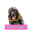 Labrador   Retriever（個別スタンプ：8）
