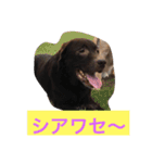 Labrador   Retriever（個別スタンプ：9）