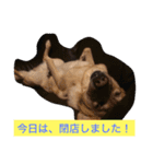 Labrador   Retriever（個別スタンプ：10）