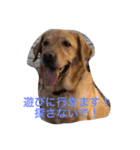Labrador   Retriever（個別スタンプ：11）