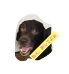 Labrador   Retriever（個別スタンプ：12）