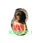 Labrador   Retriever（個別スタンプ：13）