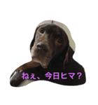 Labrador   Retriever（個別スタンプ：14）