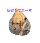 Labrador   Retriever（個別スタンプ：15）
