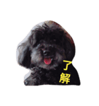 大平さんちのわんこ（個別スタンプ：4）