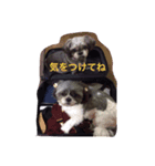 大平さんちのわんこ（個別スタンプ：7）
