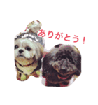 大平さんちのわんこ（個別スタンプ：8）