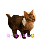 なごの家にゃんず（個別スタンプ：1）