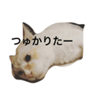 なごの家にゃんず（個別スタンプ：3）