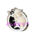 なごの家にゃんず（個別スタンプ：4）