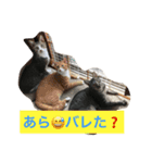 なごの家にゃんず（個別スタンプ：5）