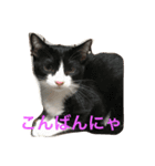 なごの家にゃんず（個別スタンプ：7）