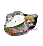my cute nyanko's（個別スタンプ：15）