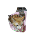 my cute nyanko's（個別スタンプ：16）