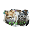 my cute nyanko's（個別スタンプ：17）