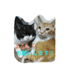 my cute nyanko's（個別スタンプ：20）