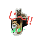 my cute nyanko's（個別スタンプ：22）
