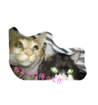 my cute nyanko's（個別スタンプ：23）