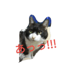 my cute nyanko's（個別スタンプ：26）