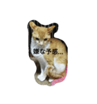 my cute nyanko's（個別スタンプ：28）