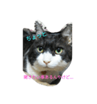 my cute nyanko's（個別スタンプ：31）